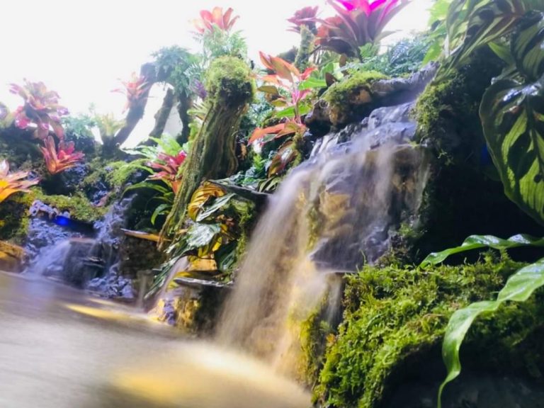 Thi Công Hồ Cá Koi Kết Hợp Bán Cạn Phong Cách Nhiệt Đới (Tropical Paludarium)