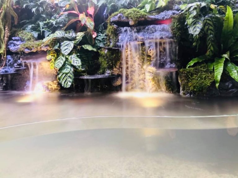 Thi Công Hồ Cá Koi Kết Hợp Bán Cạn Phong Cách Nhiệt Đới (Tropical Paludarium)