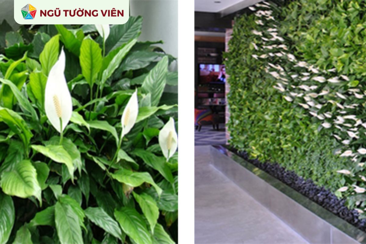 Cảnh quan sân vườn đẹp: Cây trồng vườn phù hợp phong thủy Cảnh quan sân vườn đẹp: Cây trồng vườn phù hợp phong thủy