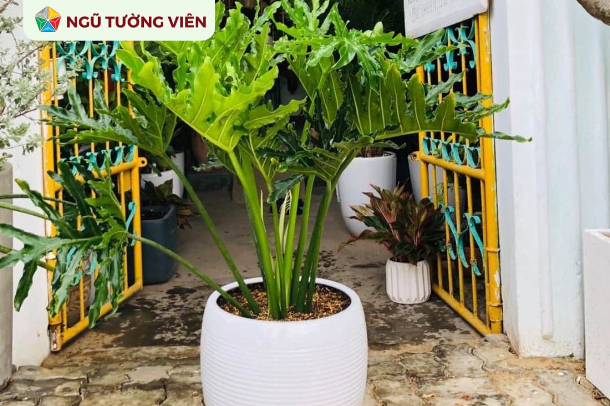 Cảnh quan sân vườn đẹp: Cây trồng vườn phù hợp phong thủy