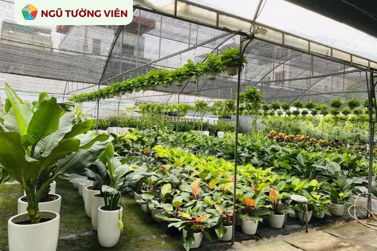 Cảnh quan sân vườn đẹp: Cây trồng vườn phù hợp phong thủy Cảnh quan sân vườn đẹp: Cây trồng vườn phù hợp phong thủy