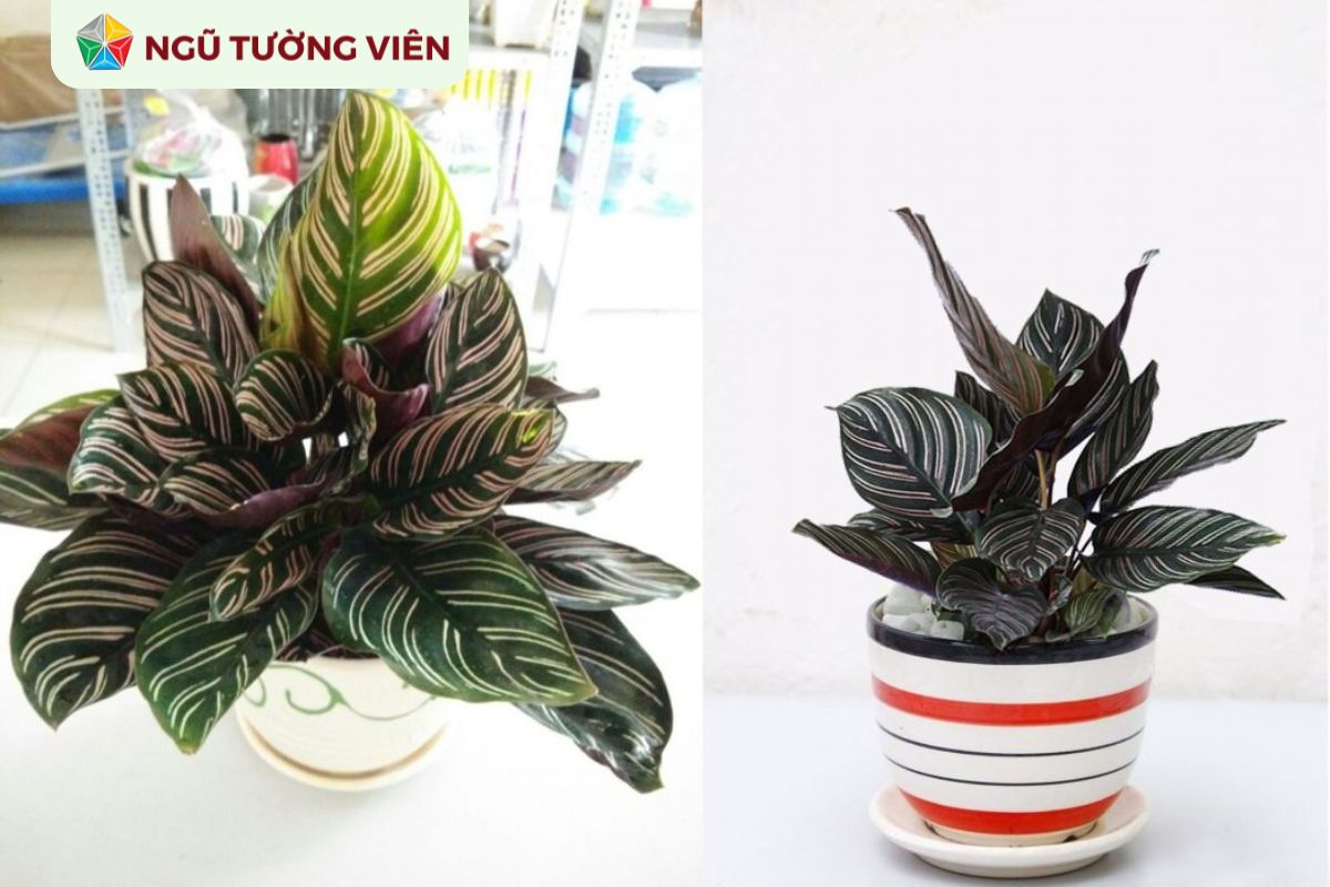 Cảnh quan sân vườn đẹp: Cây trồng vườn phù hợp phong thủy