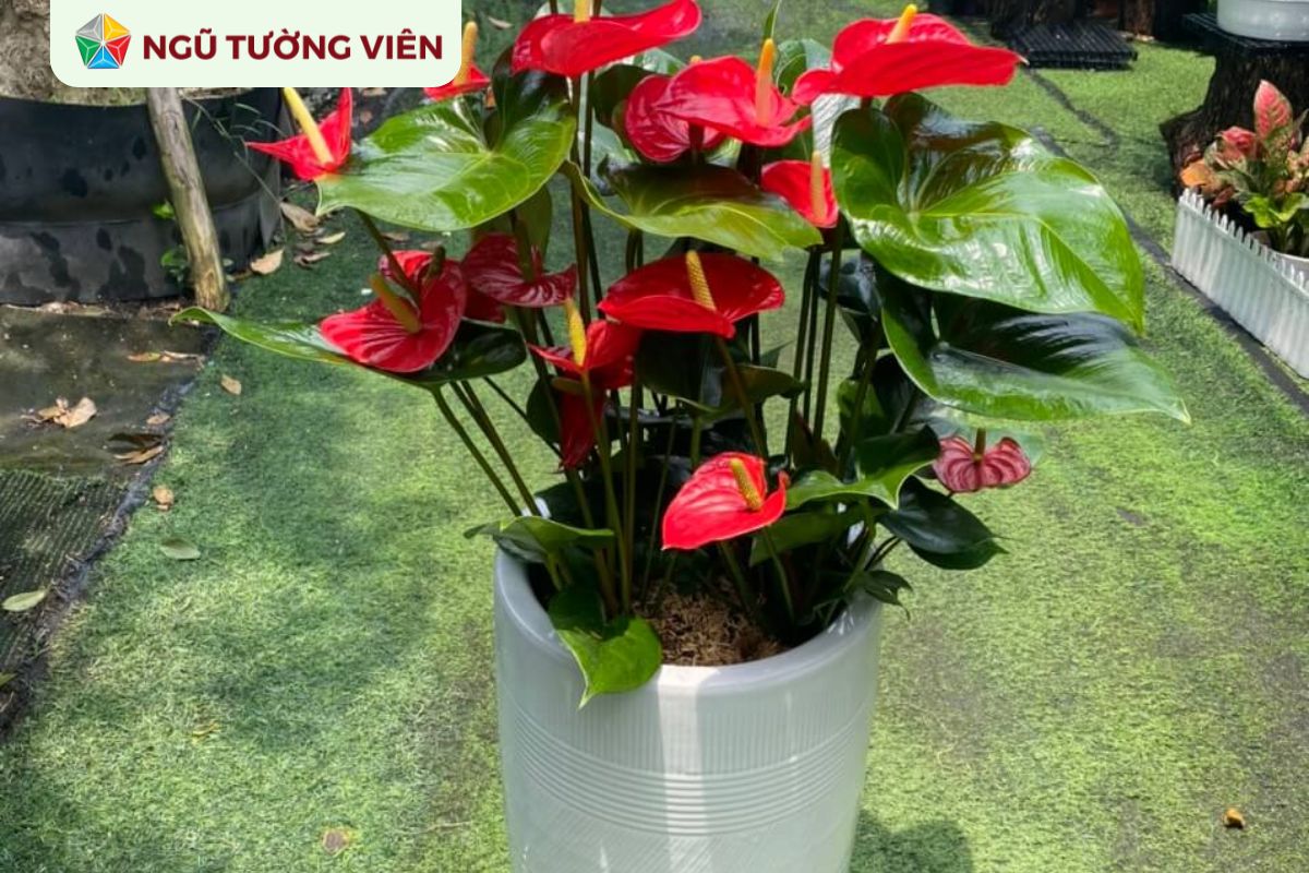 Cảnh quan sân vườn đẹp: Cây trồng vườn phù hợp phong thủy Cảnh quan sân vườn đẹp: Cây trồng vườn phù hợp phong thủy