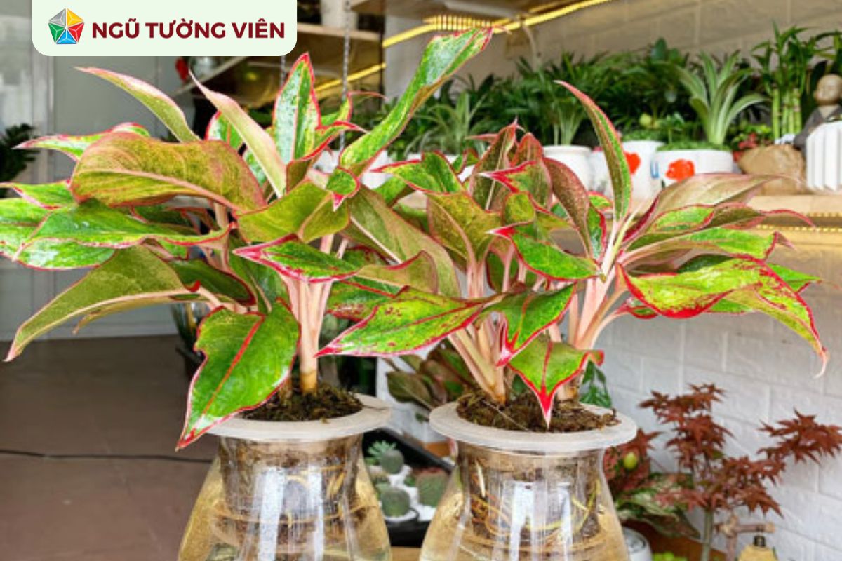 Cảnh quan sân vườn đẹp: Mẫu tiểu cảnh phòng khách ấn tượng