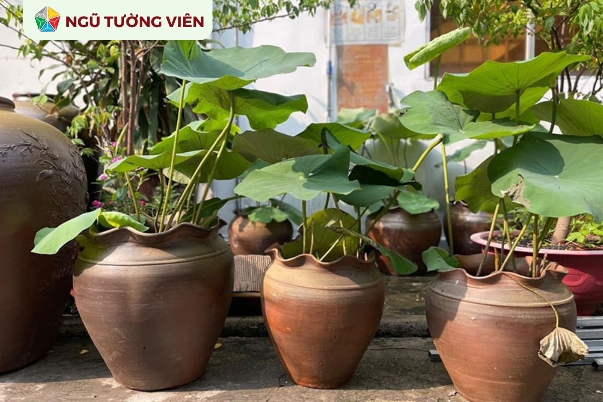 Cảnh quan sân vườn đẹp: Thiết kế tiểu cảnh lu nước giản dị