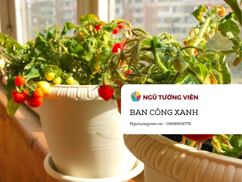 Dịch vụ chăm sóc ban công xanh của Ngũ Tường Viên tại Eco Park