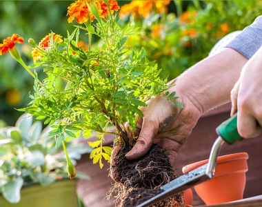 Cây xanh, liều thuốc tâm hồn giữ cuộc sống hiện đại