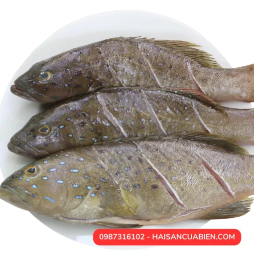 Cá song, hay còn gọi là cá mú, là một loại cá biển ngon và phổ biến trong ẩm thực Việt Nam