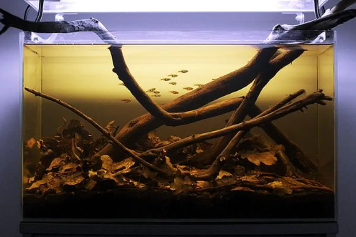 Cần chuẩn bị những gì để setup bể Amazon Biotope Aquarium?
