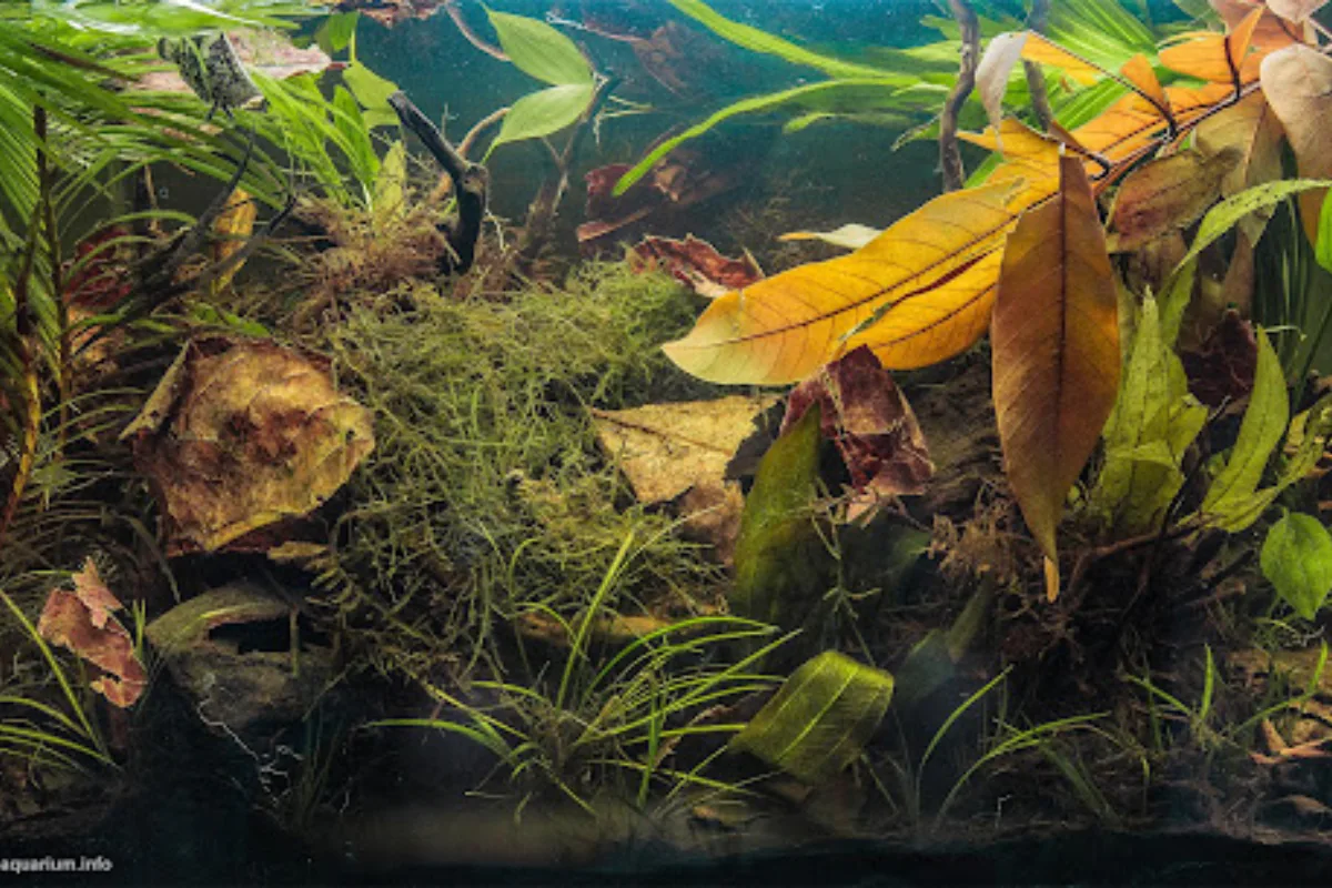 Làm thế nào để tạo môi trường tự nhiên bể cá Amazon Biotope?