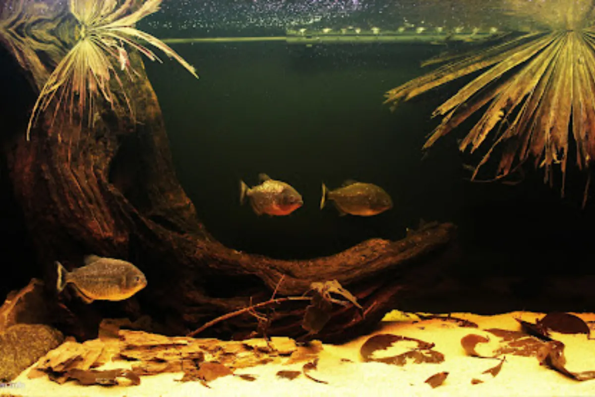 Amazon River Biotope: Hướng dẫn chi tiết cách setup