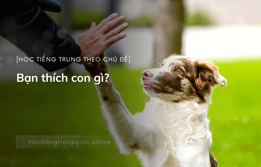 Học tiếng Trung theo chủ đề - Bạn thích con gì?