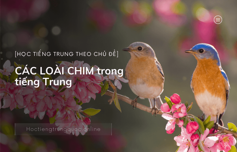 Chủ đề CÁC LOÀI CHIM trong tiếng Trung