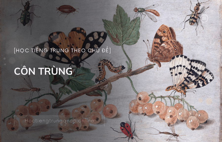 Chủ đề CÁC LOẠI CÔN TRÙNG trong tiếng Trung