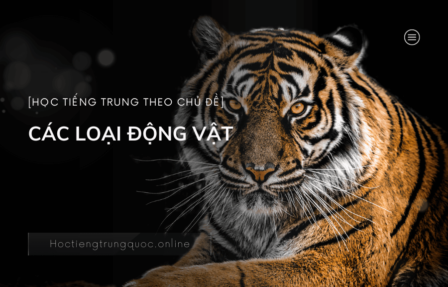 Chủ đề CÁC LOẠI ĐỘNG VẬT trong tiếng Trung