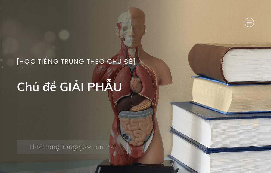 Chủ đề GIẢI PHẪU học
