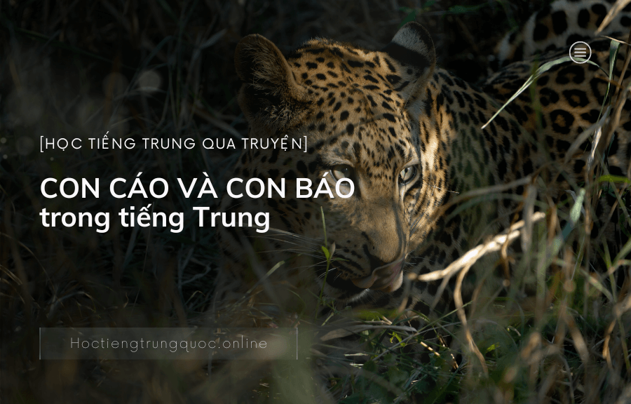 Chủ đề Học tiếng trung qua truyện CON CÁO VÀ CON BÁO trong tiếng Trung