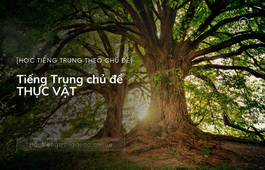 Tiếng Trung chủ đề THỰC VẬT
