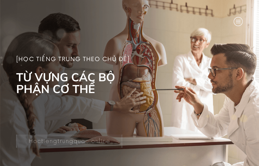 TỪ VỰNG CÁC BỘ PHẬN CƠ THỂ trong tiếng Trung