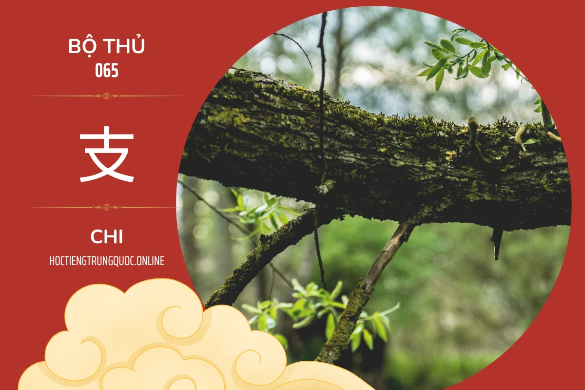 214 bộ thủ Bộ thủ 065 支 CHI