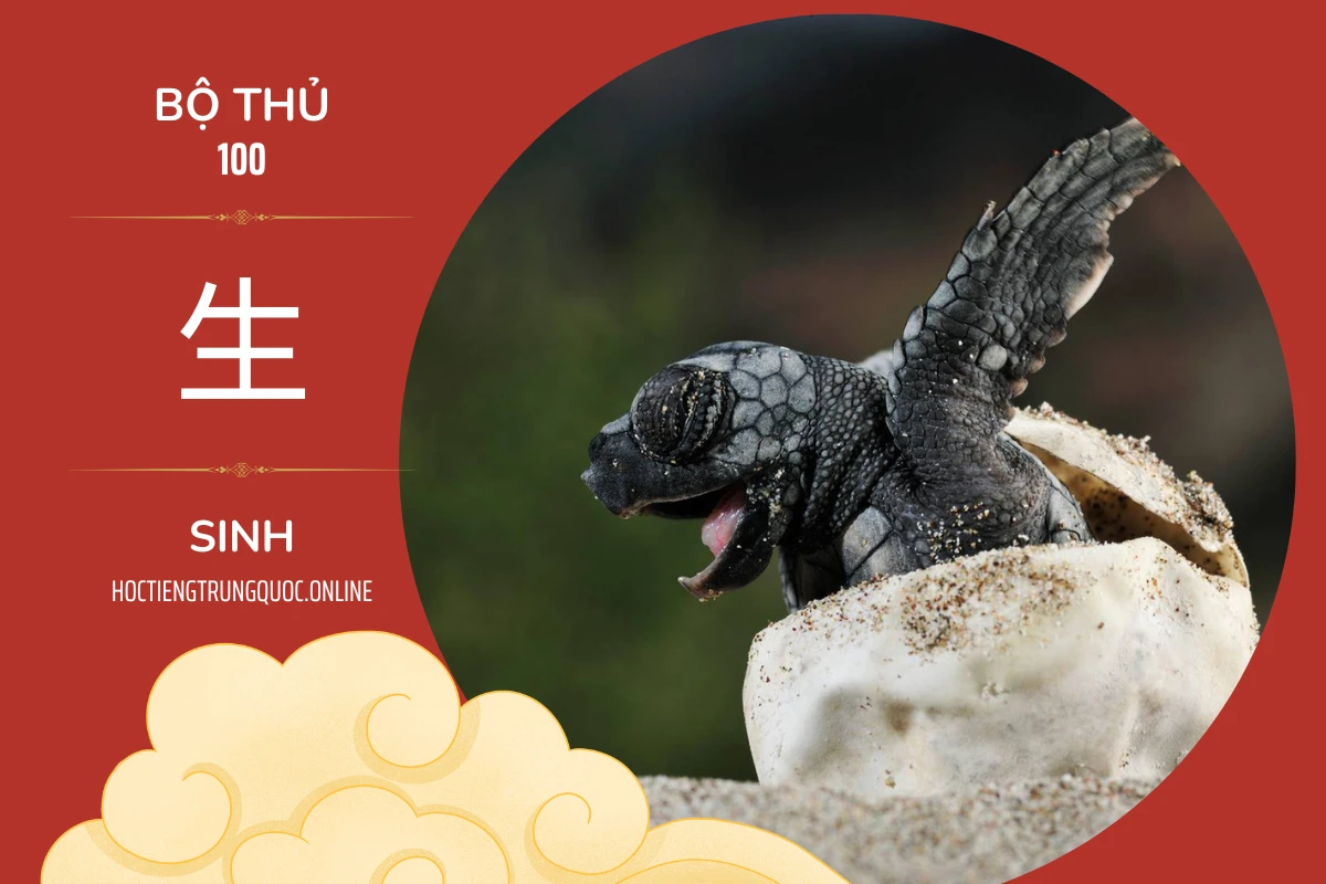 214 bộ thủ Bộ thủ 100 生 SINH