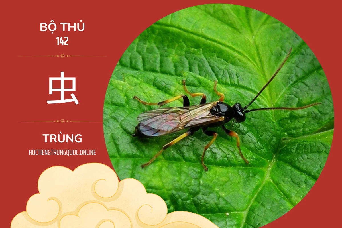 214 bộ thủ Bộ thủ 142 虫 TRÙNG