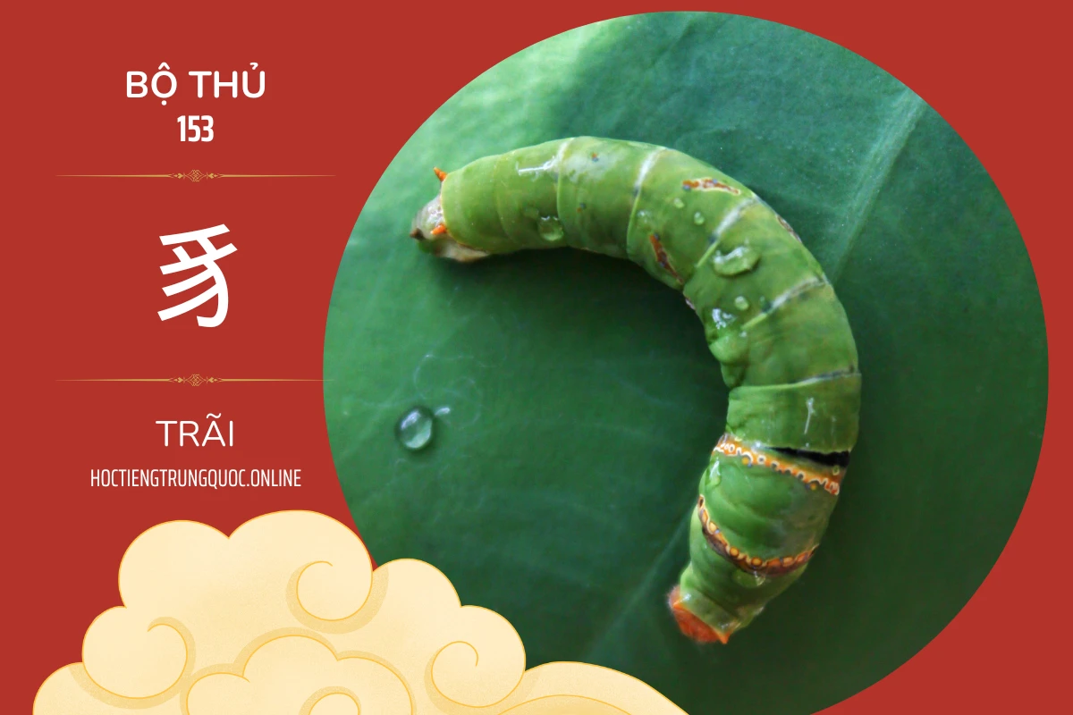 214 bộ thủ Bộ thủ 153 豸 TRÃI