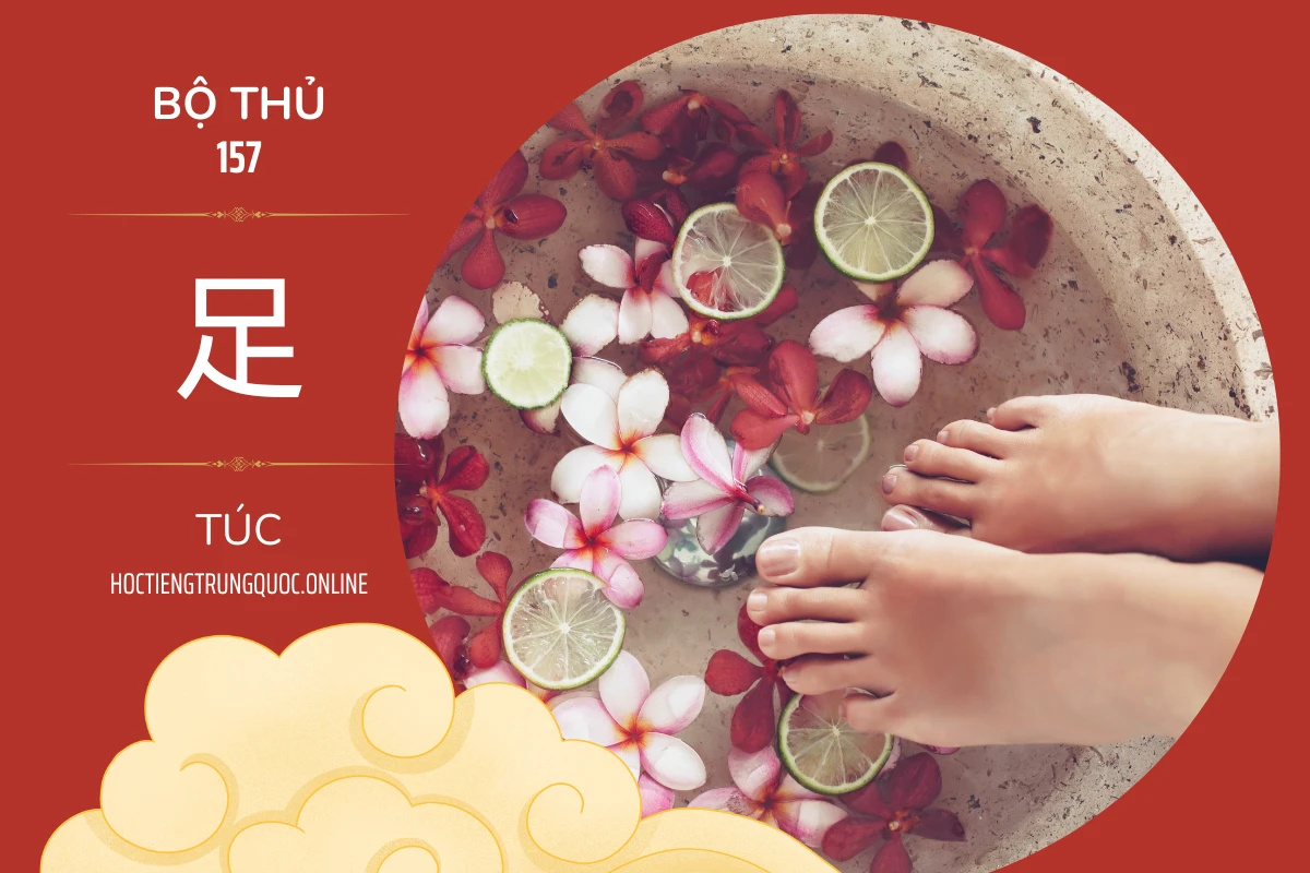 214 bộ thủ Bộ thủ 157 足 TÚC