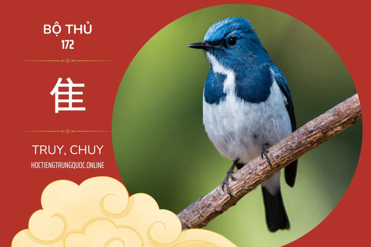 214 bộ thủ Bộ thủ 172 隹 TRUY CHUY