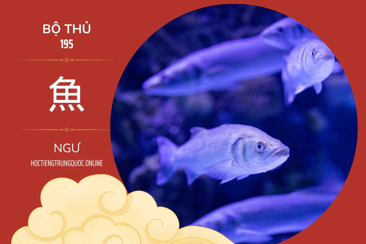 214 bộ thủ Bộ thủ 195 魚 NGƯ