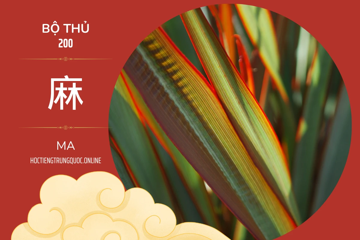 214 bộ thủ Bộ thủ 200 麻 MA