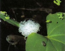 Colisa sola builds its nest tucked away in a quiet area and usually near some plants. During construction the male will interrupt his work to display to the female.