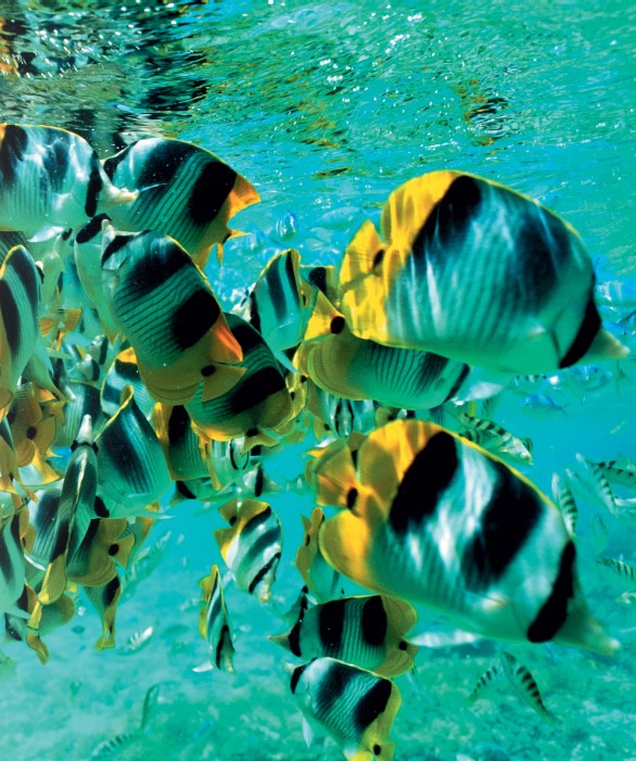 [Ebook] Encyclopedia of Aquarium & Pond Fish - David Alderton (Photo by Max Gibbs)