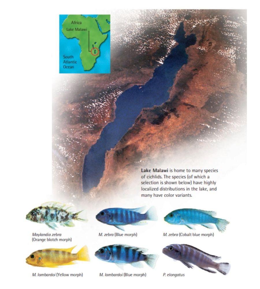 Lake Malawi is home to many species of cichlids. The species (of which a selection is shown below) have highly localized distributions in the lake, and many have color variants.