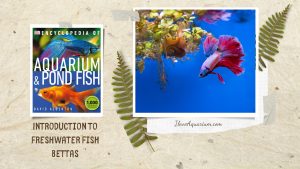 [Ebook] Encyclopedia of Aquarium & Pond Fish - Directory of Freshwater Fish - Anabantoids - Bettas