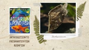 [Ebook] Encyclopedia of Aquarium & Pond Fish - Directory of Freshwater Fish - Anabantoids - Bushfish