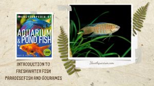 [Ebook] Encyclopedia of Aquarium & Pond Fish - Directory of Freshwater Fish - Anabantoids - Paradisefish and gouramis