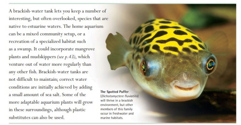 The Spotted Puffer (Dichotomyctere fluviatilis) will thrive in a brackish environment, but other members of this family occur in freshwater and marine habitats.