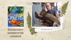 [Ebook] Encyclopedia of Aquarium & Pond Fish - Directory of Freshwater Fish - Catfish - Loricariids