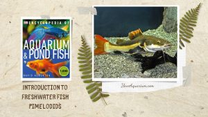[Ebook] Encyclopedia of Aquarium & Pond Fish - Directory of Freshwater Fish - Catfish - Pimelodids