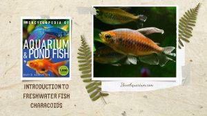 [Ebook] Encyclopedia of Aquarium & Pond Fish - Directory of Freshwater Fish - Characoids