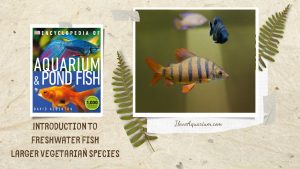 [Ebook] Encyclopedia of Aquarium & Pond Fish - Directory of Freshwater Fish - Characoids - Larger vegetarian species