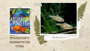 [Ebook] Encyclopedia of Aquarium & Pond Fish - Directory of Freshwater Fish - Characoids - Tetras