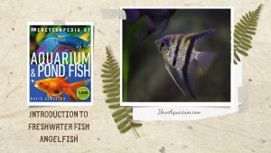 [Ebook] Encyclopedia of Aquarium & Pond Fish - Directory of Freshwater Fish - Cichlids - Angelfish