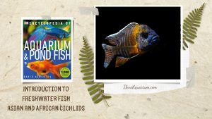 [Ebook] Encyclopedia of Aquarium & Pond Fish - Directory of Freshwater Fish - Cichlids - Asian and African cichlids