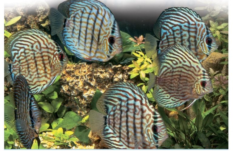 Turquoise Discus Much of the early development of this variety was undertaken in Germany. The facial markings on each of these fish are unique.