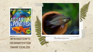 [Ebook] Encyclopedia of Aquarium & Pond Fish - Directory of Freshwater Fish - Cichlids - Dwarf cichlids