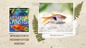 [Ebook] Encyclopedia of Aquarium & Pond Fish - Directory of Freshwater Fish - Cyprinids - Rasboras