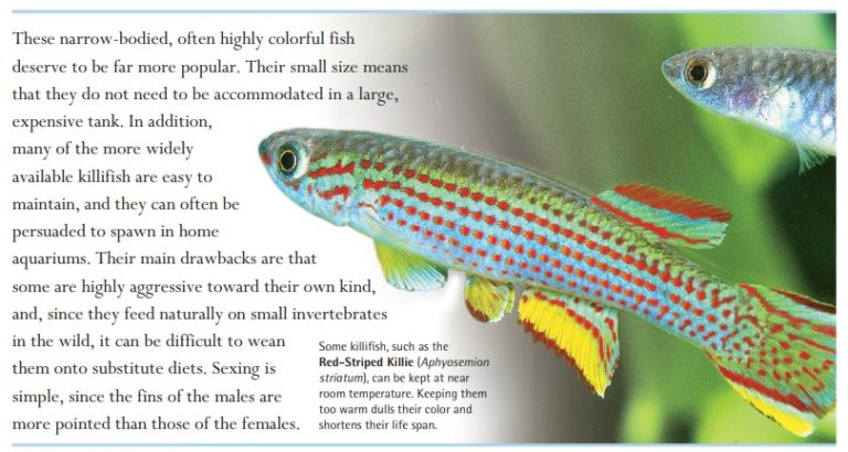 Some killifish, such as the Red-Striped Killie (Aphyosemion striatum), can be kept at near room temperature. Keeping them too warm dulls their color and shortens their life span.