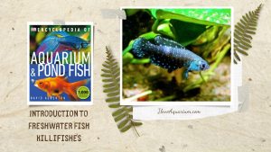 [Ebook] Encyclopedia of Aquarium & Pond Fish - Directory of Freshwater Fish - Killifishes